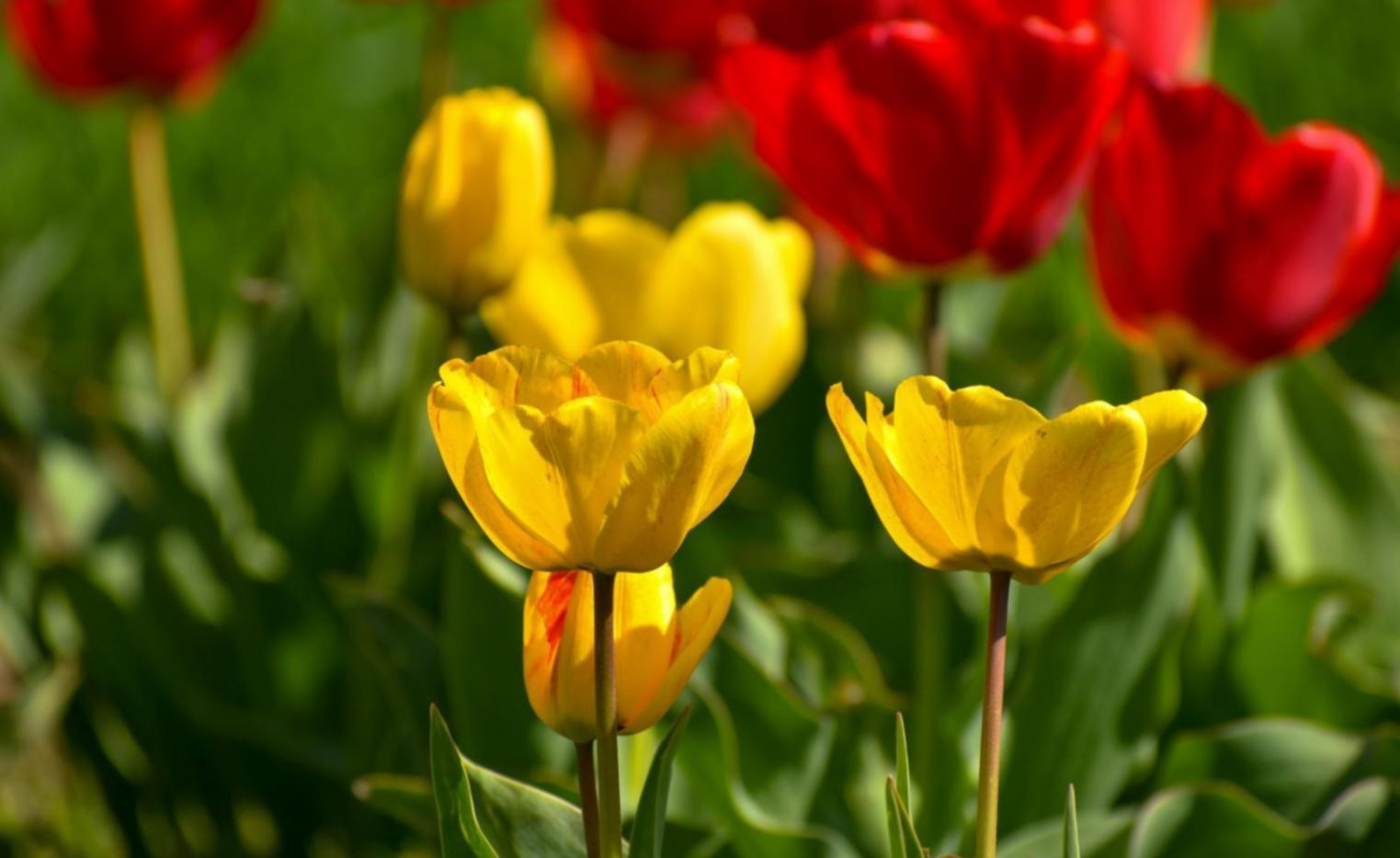 Perfectionnement artistique floral