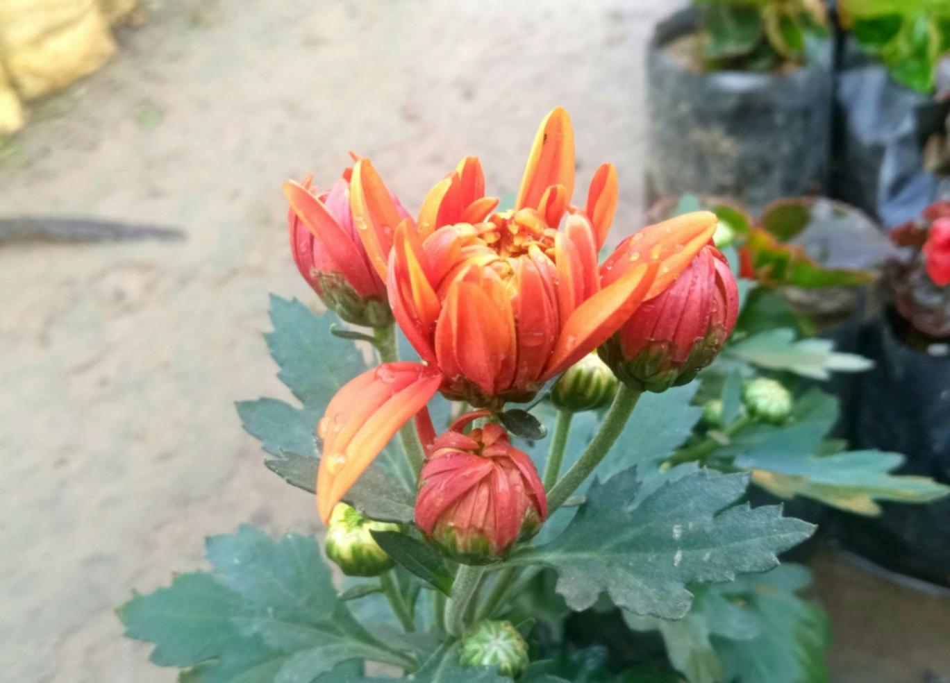 Formation pratique en arrangement floral européen