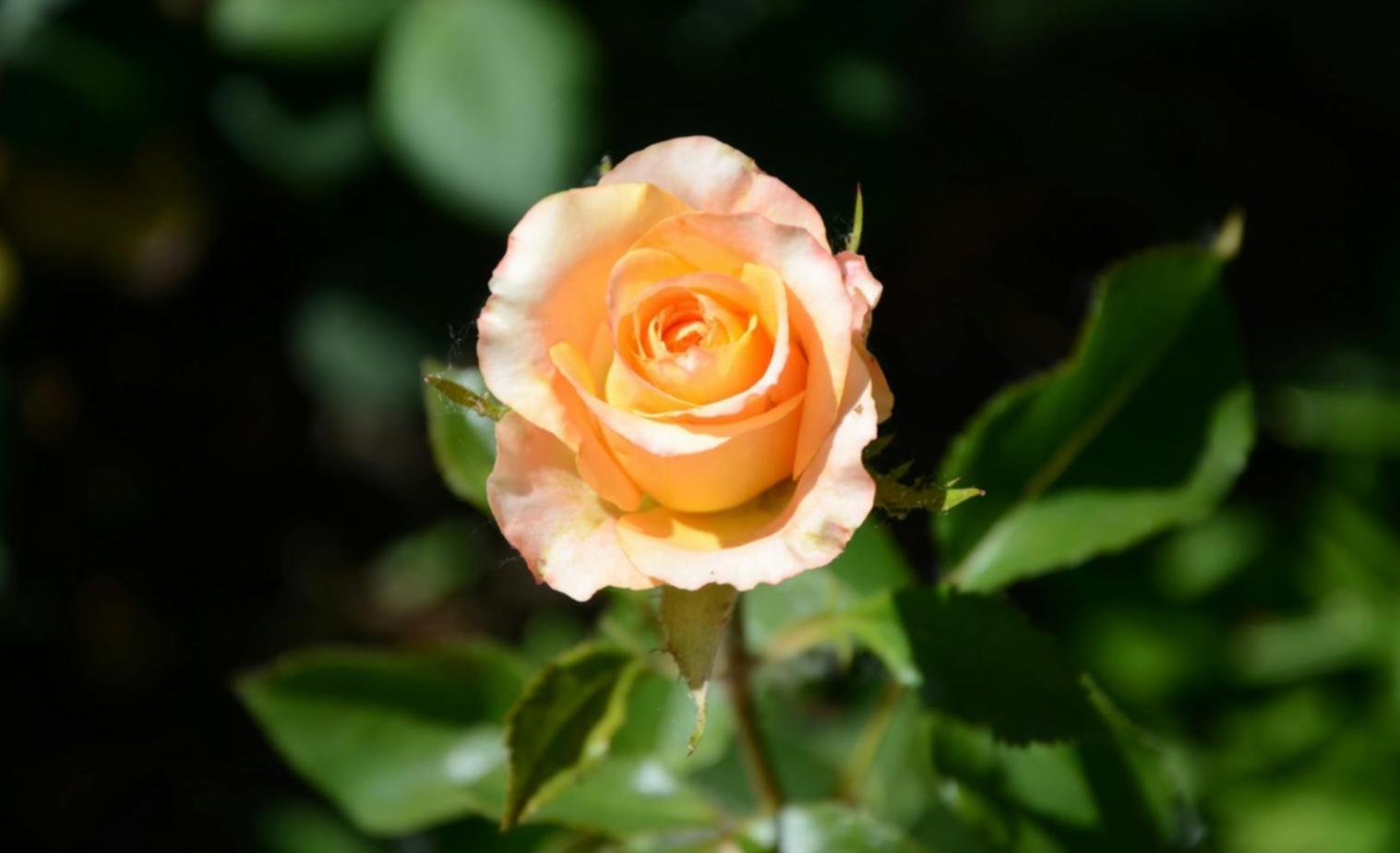 Art floral européen élégant