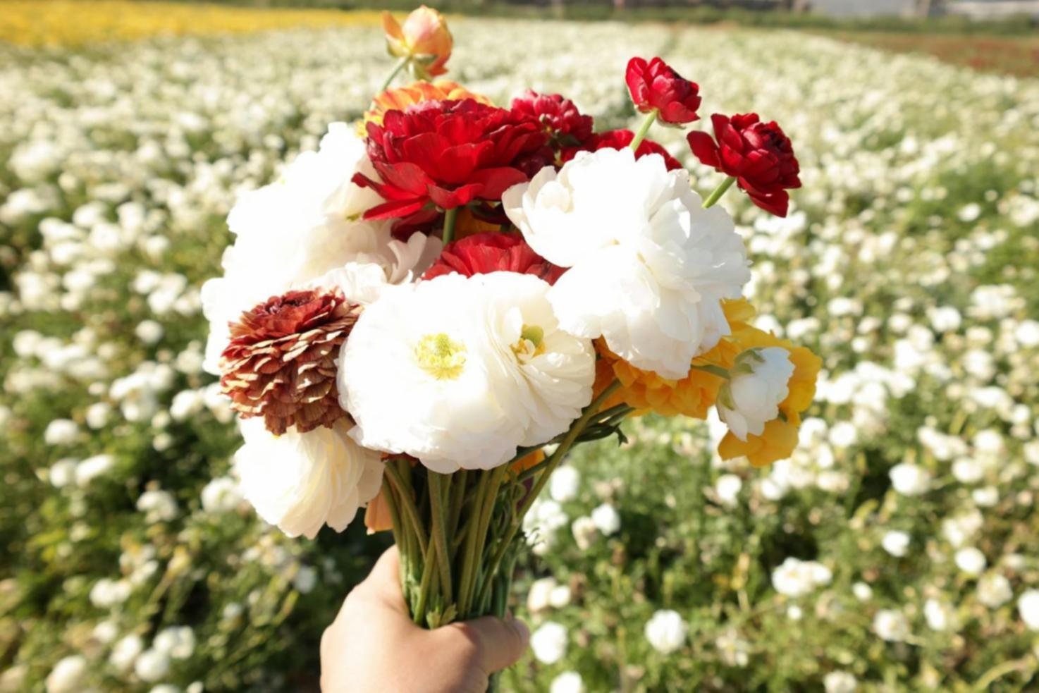 Techniques avancées de composition