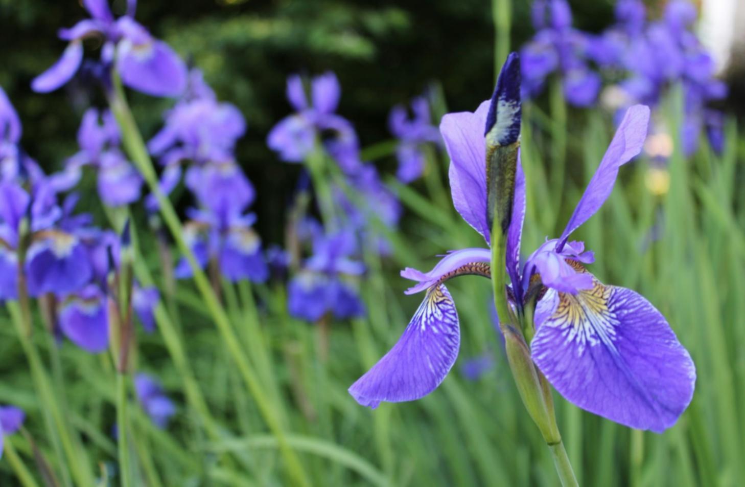 Fondamentaux de l'art floral